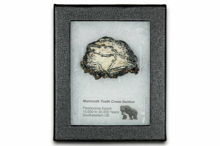 Mammoth Molar Slice With Case - South Carolina #335137